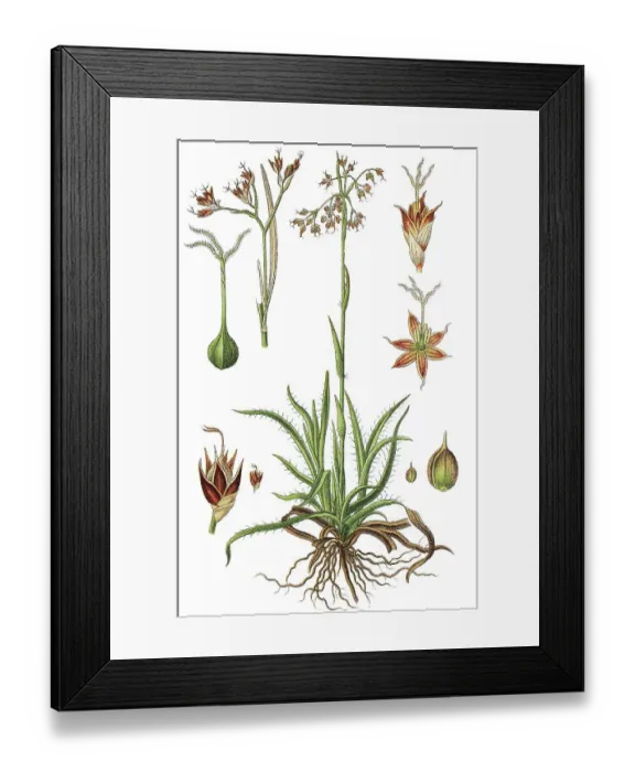 Framed Print : Great Wood-rush (Luzula sylvatica)
