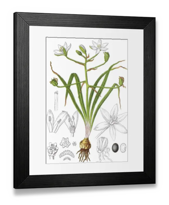 Framed Print : Common Star-of-Bethlehem (Ornithogalum umbellatum aggregate)