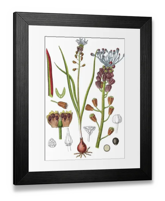 Framed Print : Tassel or Grape Hyacinth (Muscari comosum) Framed Print : Tassel or Grape Hyacinth (Muscari comosum)