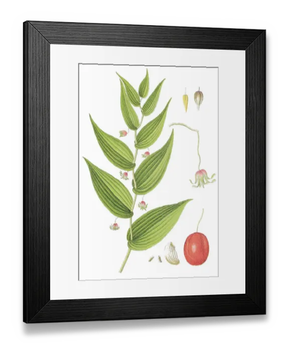 Framed Print : White Twisted-stalk, Clasping Twisted-stalk or Claspleaf Twisted-stalk (Streptopus amplexifolius)