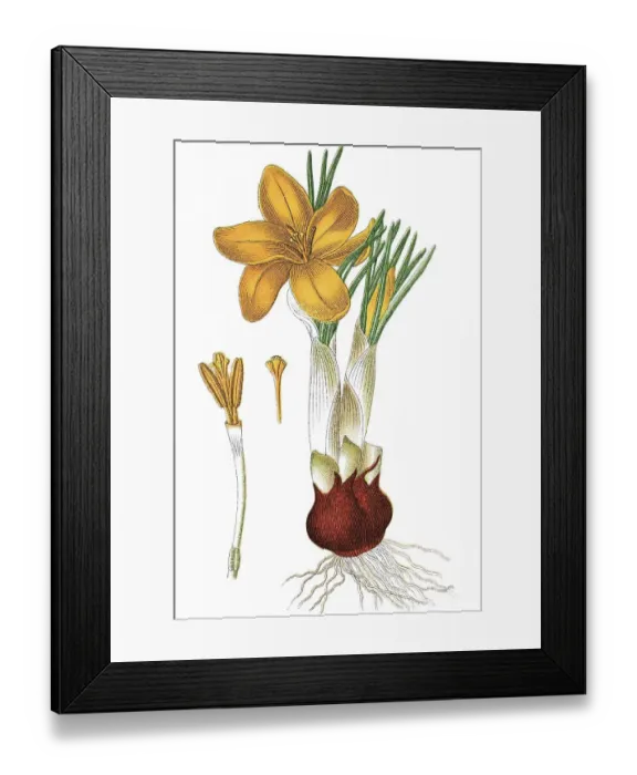 Framed Print : Dutch yellow crocus (Crocus flavus) Framed Print : Dutch yellow crocus (Crocus flavus)