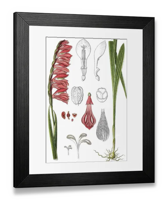 Framed Print : Meadow gladiolus (Gladiolus imbricatus) Framed Print : Meadow gladiolus (Gladiolus imbricatus)