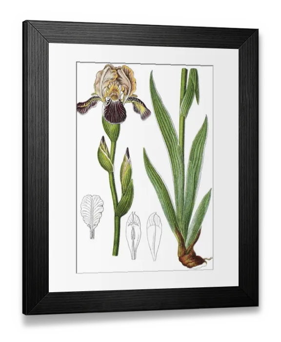 Framed Print : Elder-scented iris (Iris sambucina)