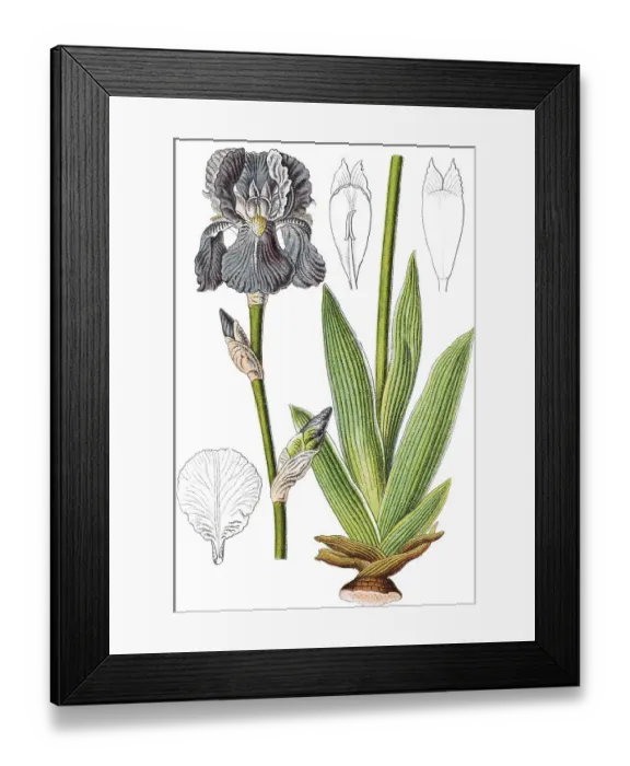 Framed Print : Sweet iris, Dalmatian iris (Iris pallida) Framed Print : Sweet iris, Dalmatian iris (Iris pallida)