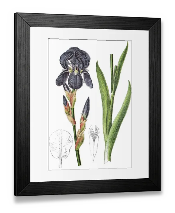 Framed Print : German iris (Iris -- germanica)