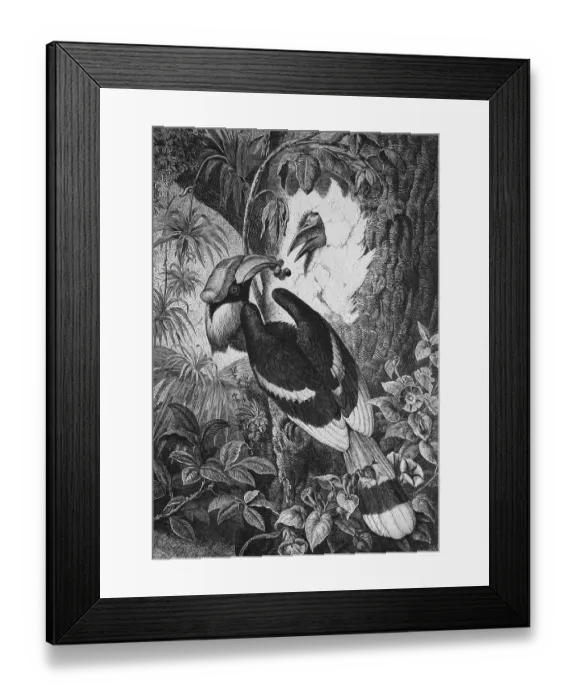 Framed Print : Hornbill (Bucerotidae), wood engraving, c 1880 Framed Print : Hornbill (Bucerotidae), wood engraving, c 1880