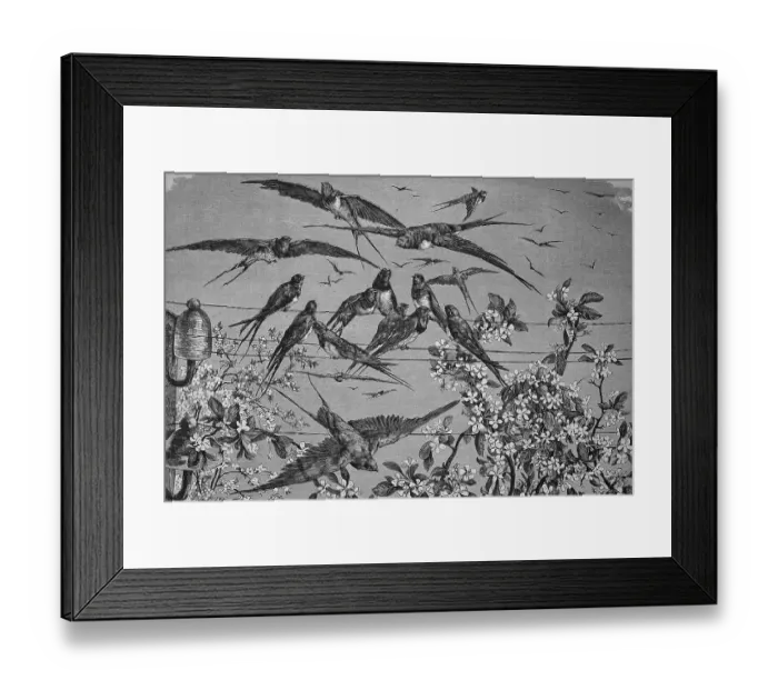 Framed Print : Swallows in the spring, historical engraving, 1869 Framed Print : Swallows in the spring, historical engraving, 1869