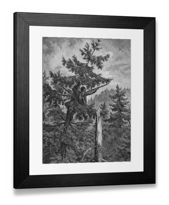 Framed Print : Fir cone harvester, historical engraving, 1869