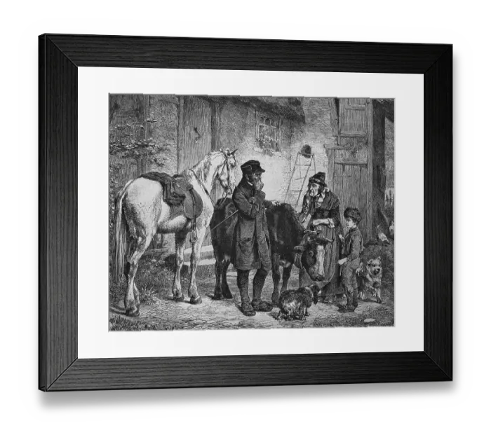 Framed Print : Farmer caring for a sick cow, historical engraving Framed Print : Farmer caring for a sick cow, historical engraving