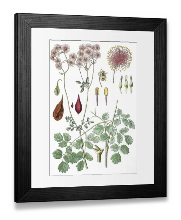 Framed Print : Greater meadow-rue, columbine meadow-rue (Thalictrum aquilegiifolium)