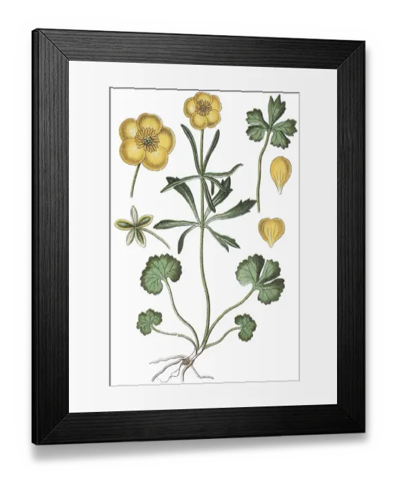Framed Print : Goldilocks buttercups (Ranunculus auricomus agg) Framed Print : Goldilocks buttercups (Ranunculus auricomus agg)