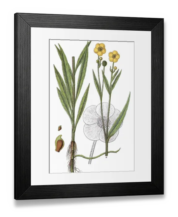 Framed Print : Greater spearwort (Ranunculus lingua) Framed Print : Greater spearwort (Ranunculus lingua)