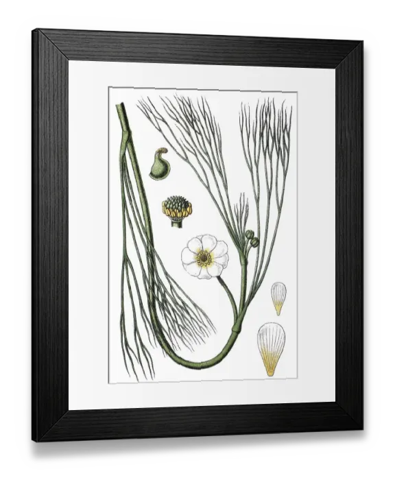 Framed Print : River water crowfoot (Ranunculus hybridus fluitans) Framed Print : River water crowfoot (Ranunculus hybridus fluitans)