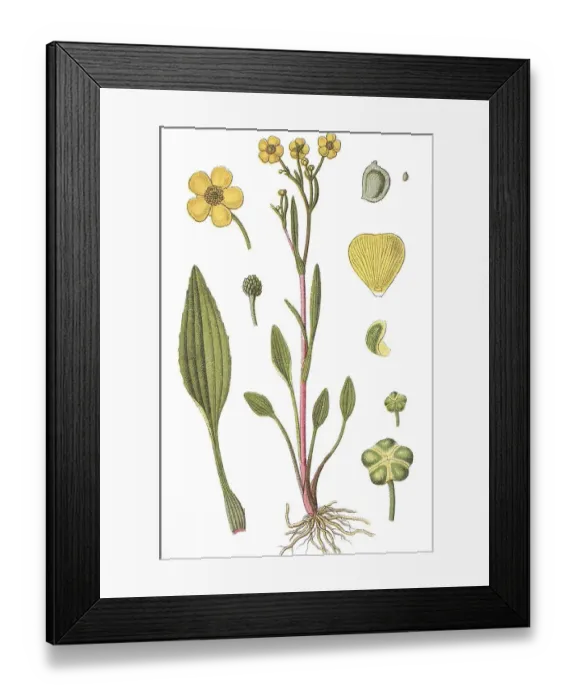 Framed Print : Lesser spearwort (Ranunculus flammula) Framed Print : Lesser spearwort (Ranunculus flammula)