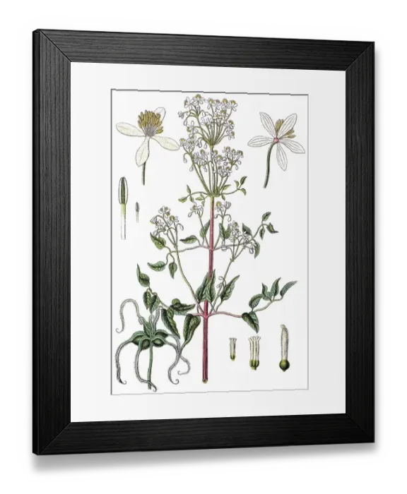 Framed Print : Upright virgin´s bower (Anemone recta)