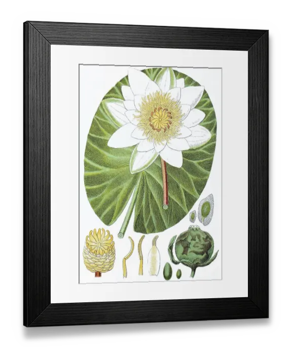 Framed Print : Waterlily (Nymphaea polystigma)
