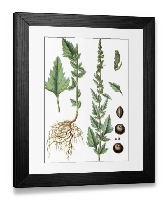 Framed Print : Goosefoot (Chenopodium agreste) Framed Print : Goosefoot (Chenopodium agreste)