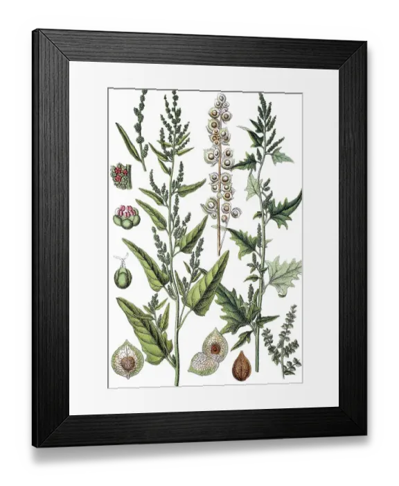 Framed Print : Chenopodium dubium nitens on the left Framed Print : Chenopodium dubium nitens on the left