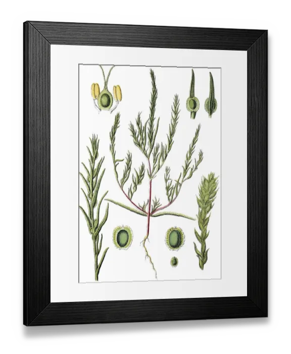 Framed Print : Corispermum marschallii, medicinal plant Framed Print : Corispermum marschallii, medicinal plant
