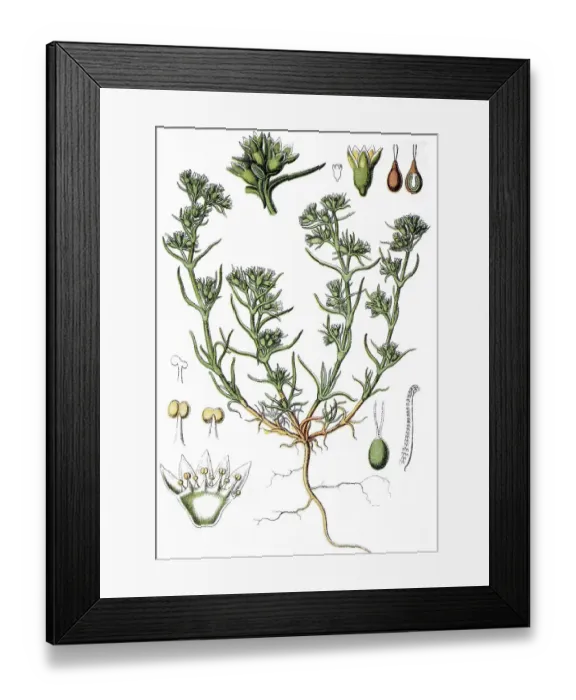 Framed Print : German knotweed, annual knawel (Scleranthus annuus)