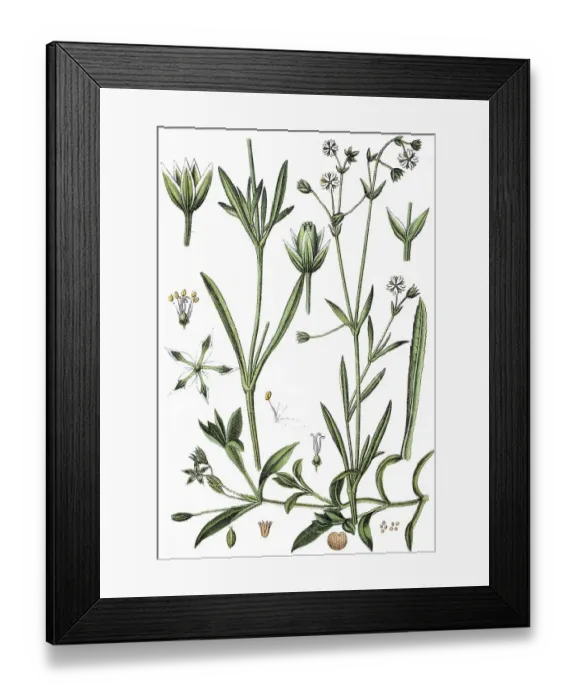 Framed Print : Alsine friesiana on the left, bog sandwort (Alsine uliginosa) on the right