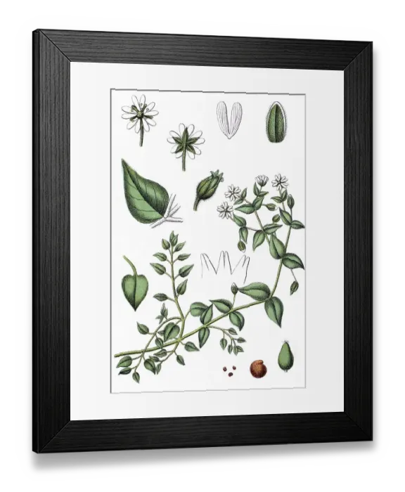 Framed Print : Giant chickweed (Alsine aquatica)
