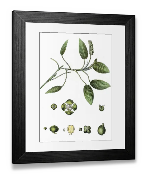 Framed Print : Broad-leaved pondweed, floating pondweed (Potamogeton natans)
