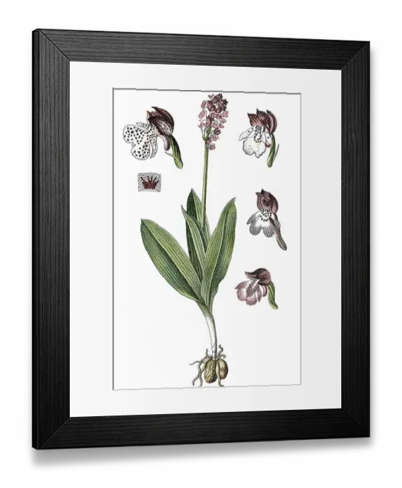Framed Print : Lady orchid (Orchis purpurea), medicinal plant Framed Print : Lady orchid (Orchis purpurea), medicinal plant