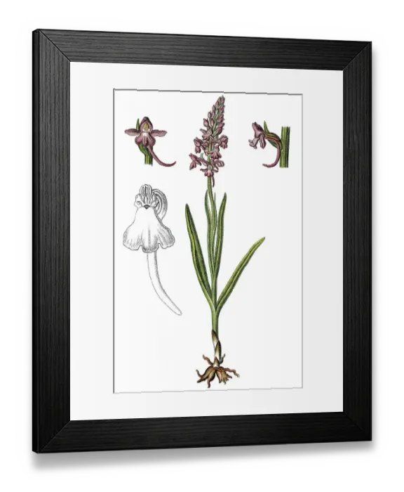 Framed Print : Fragrant orchid (Gymnadenia conopsea) Framed Print : Fragrant orchid (Gymnadenia conopsea)