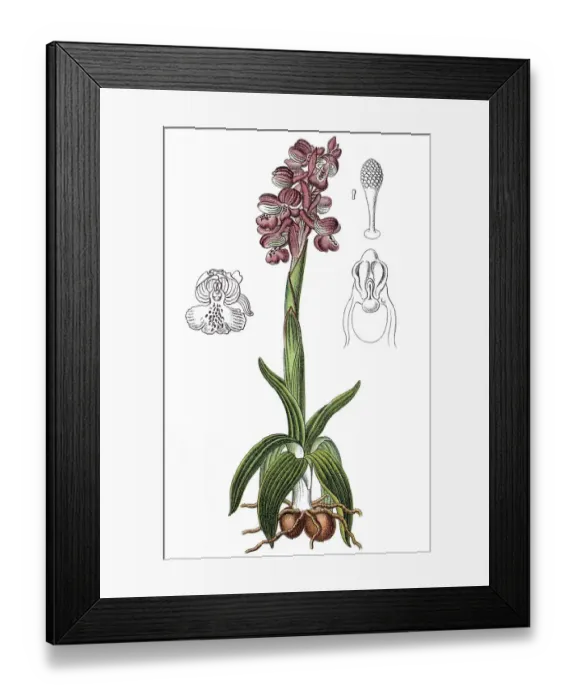 Framed Print : Green-winged orchid (Orchis morio) Framed Print : Green-winged orchid (Orchis morio)