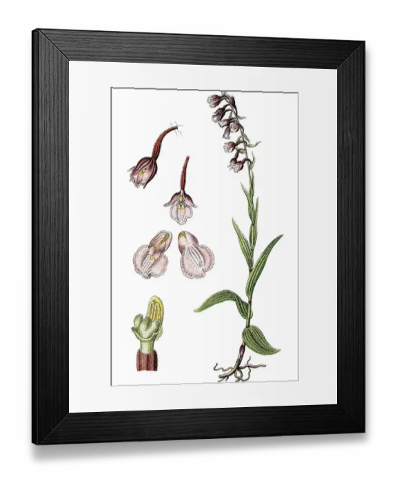 Framed Print : Marsh helleborine (Epipactis palustris)