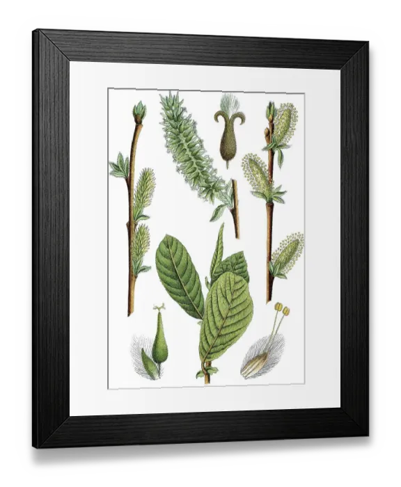 Framed Print : Eared willow (Salix aurita), medicinal plant Framed Print : Eared willow (Salix aurita), medicinal plant