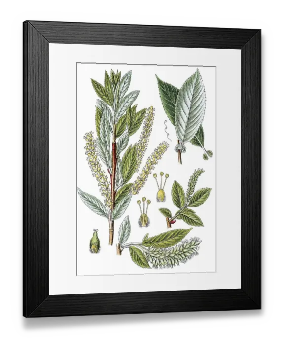 Framed Print : Almond willow (Salix triandra)
