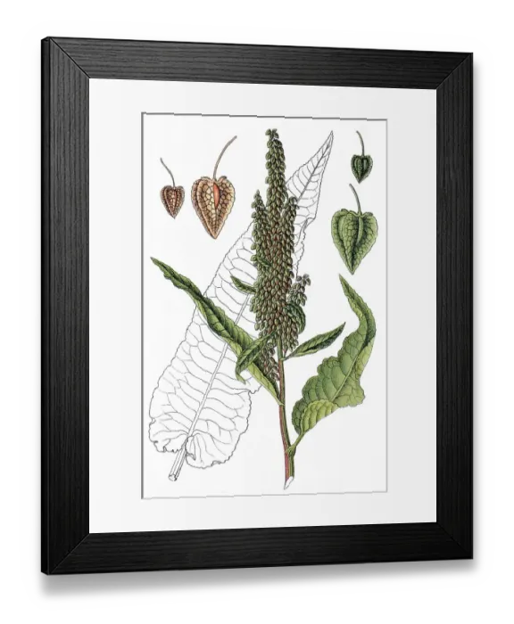 Framed Print : Scottish Dock (Rumex aquaticus)
