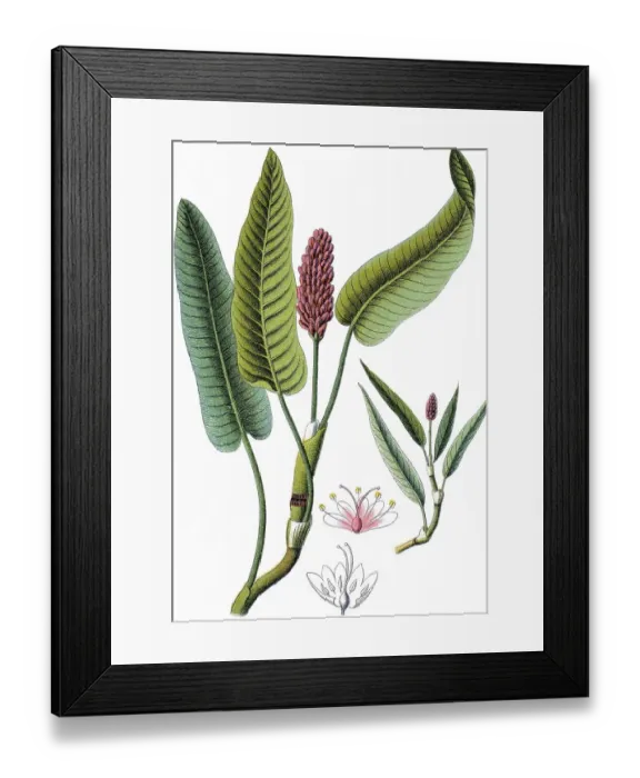 Framed Print : Water Knotweed or Water Smartweed (Polygonum amphibium) Framed Print : Water Knotweed or Water Smartweed (Polygonum amphibium)