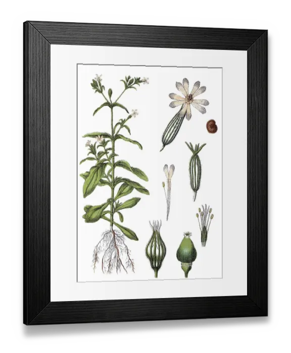 Framed Print : Night-flowering Catchfly (Silene noctiflora) Framed Print : Night-flowering Catchfly (Silene noctiflora)