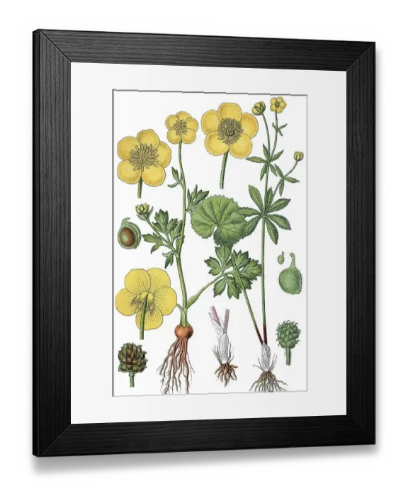 Framed Print : St Anthony's Turnip or Bulbous Buttercup (Ranunculus bulbosus)