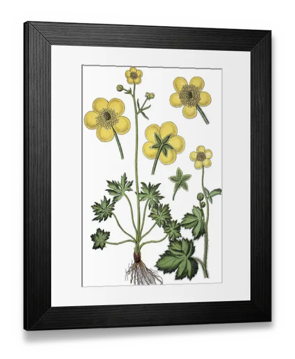 Framed Print : Meadow Buttercup (Ranunculus acra) Framed Print : Meadow Buttercup (Ranunculus acra)