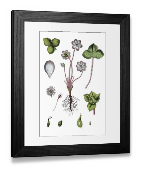 Framed Print : Common Hepatica or Liverwort (Anemone hepatica) Framed Print : Common Hepatica or Liverwort (Anemone hepatica)