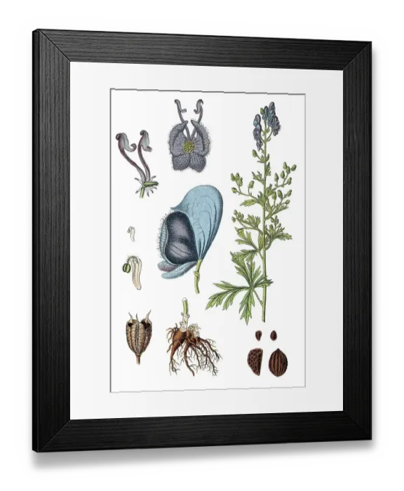 Framed Print : Monkshood or Wolf's Bane (Aconitum napellus)