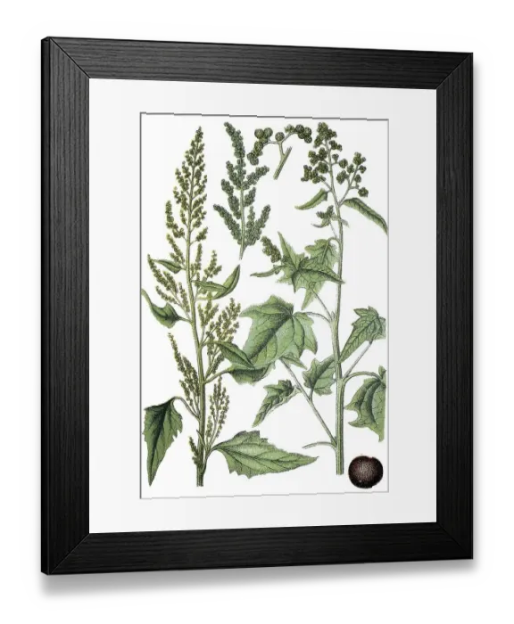 Framed Print : Goosefoot (Chenopodium stramonifolium)