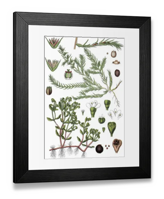 Framed Print : Water Blinks (Montia minor), and Coral-necklace (Illecebrum verticillatum) Framed Print : Water Blinks (Montia minor), and Coral-necklace (Illecebrum verticillatum)