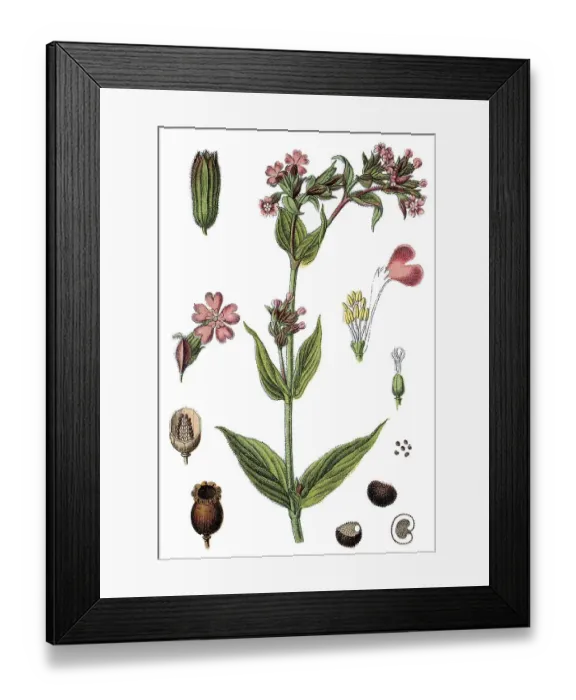 Framed Print : Red Campion (Silene dioica), medicinal plant Framed Print : Red Campion (Silene dioica), medicinal plant