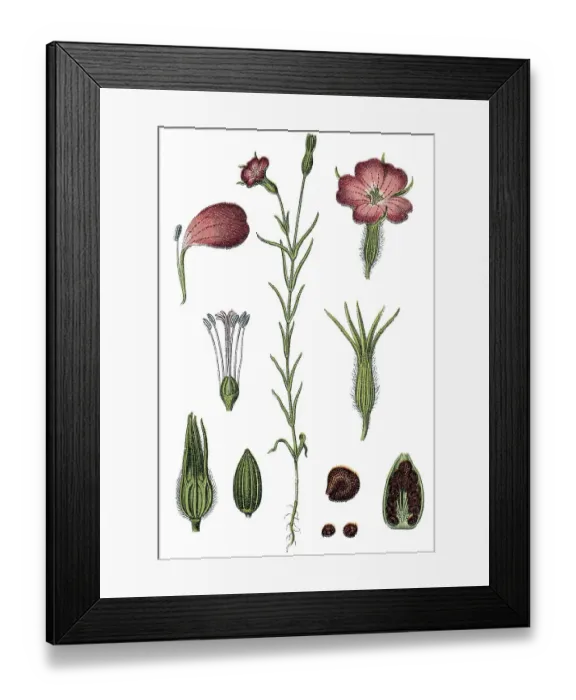 Framed Print : Common Corncockle (Agrostemma githago) Framed Print : Common Corncockle (Agrostemma githago)