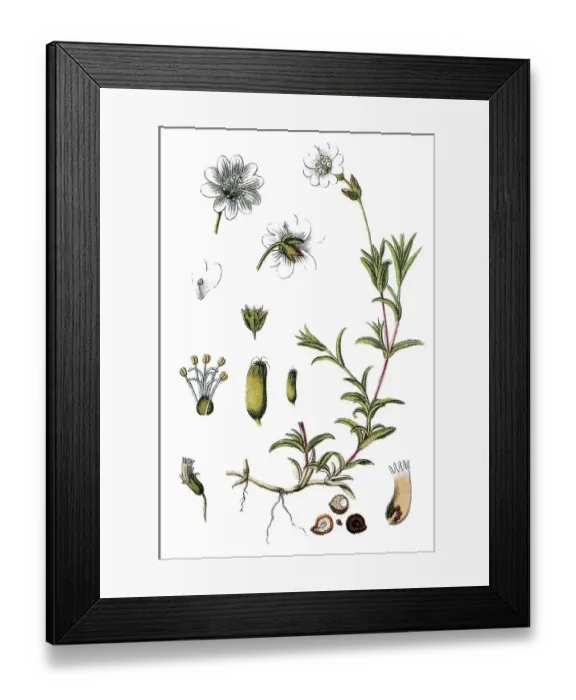 Framed Print : Horn Chickweed (Minuartia arvensis)