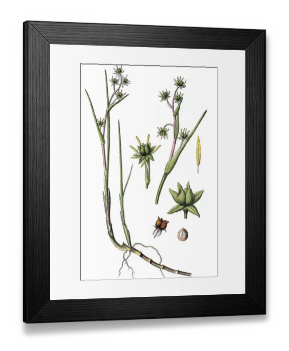 Framed Print : Rannoch-rush (Scheuchzeria palustris)
