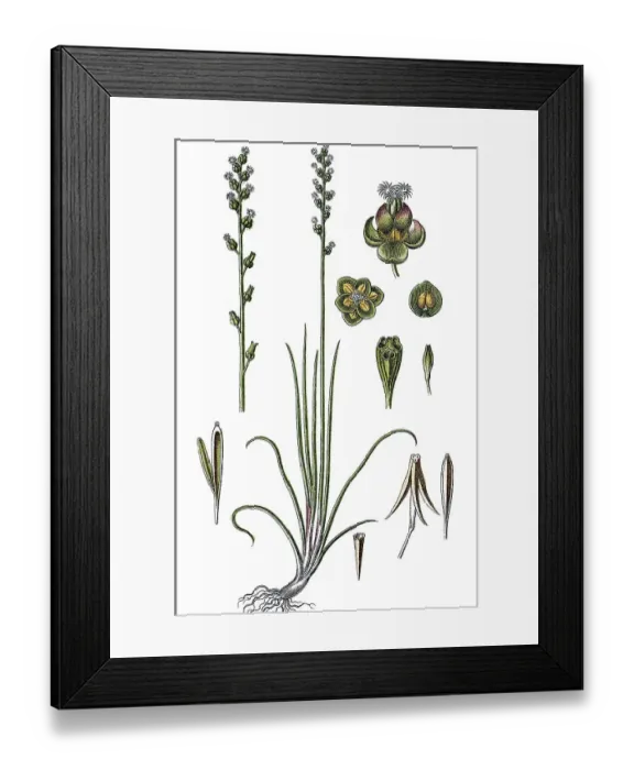 Framed Print : Marsh Arrowgrass (Triglochin palustris)