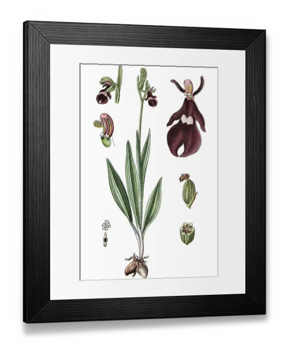 Framed Print : Fly Orchid (Ophrys muscifera), medicinal plant Framed Print : Fly Orchid (Ophrys muscifera), medicinal plant