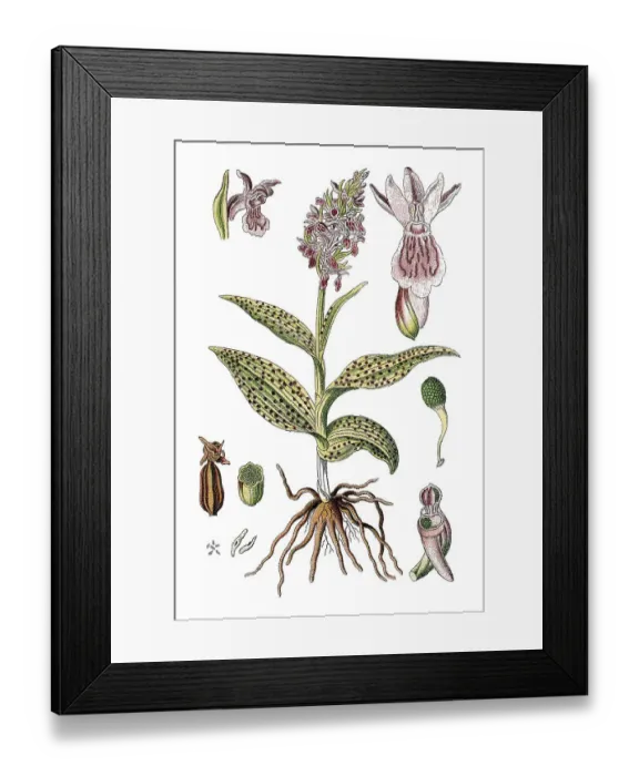 Framed Print : Western Marsh Orchid or Broad-leaved Marsh Orchid (Dactylorhiza majalis)