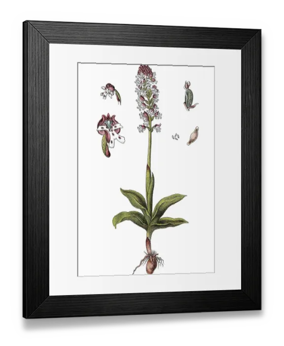 Framed Print : Burnt Orchid (Orchis ustulata) Framed Print : Burnt Orchid (Orchis ustulata)